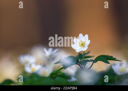 Primaverile fiore anemone nemorosa sullo sfondo dell'erba verde bokeh. Sfondo floreale primavera. Concetto di rinascita della natura. Ubicazione luogo ucraino Foto Stock