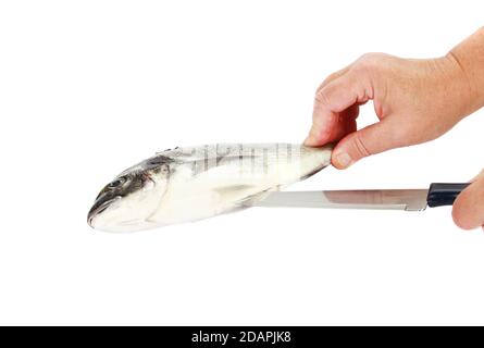 Orlatura a mano orlata seabream isolato su sfondo bianco Foto Stock