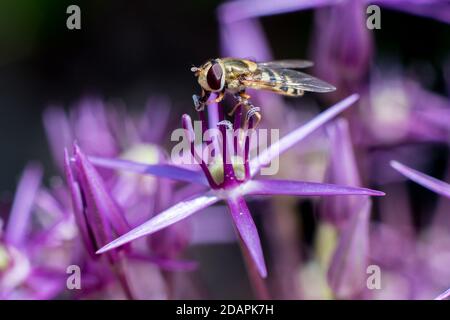 L'Hoverfly giallo e nero si nuocia sul fiore viola dell'Allium Foto Stock