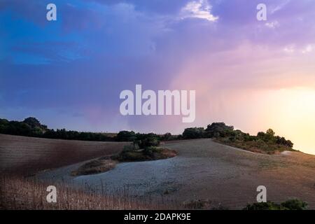 Campo di girasoli falciato sotto un tramonto luminoso Foto Stock