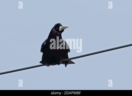 Rook (Pastinatore Corvus frugilegus) adulto appollaiato sulla linea elettrica Yatsushiro, Kyushu, Giappone Marzo Foto Stock