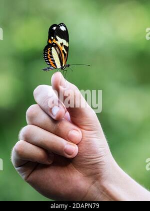 Una farfalla di etilia a lungo, Heliconius ethilla, sbarcato su una mano di turisti, Cascate Iguazú, Misiones, Argentina. Foto Stock