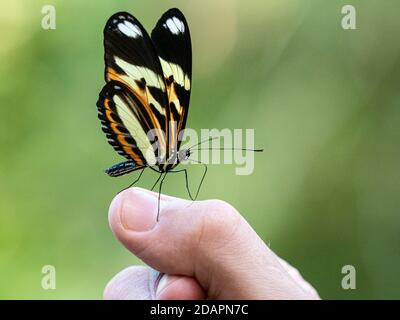 Una farfalla di etilia a lungo, Heliconius ethilla, sbarcato su una mano di turisti, Cascate Iguazú, Misiones, Argentina. Foto Stock