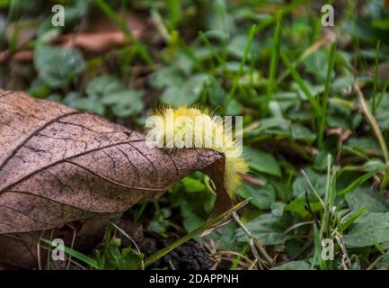 Macro shot di un giallo peloso bruco su un asciutto foglia caduta Foto Stock