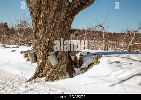 I secchi di raccolta di sap dell'acero appendono fuori di un albero dell'acero Lungo una strada a Phillipston Foto Stock
