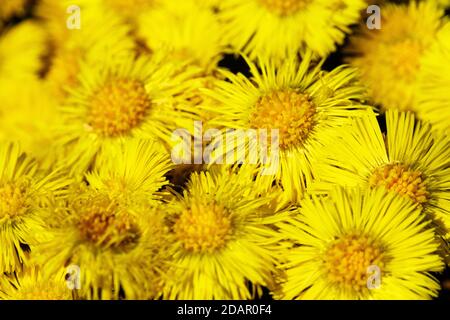 Primaverile nord. Piede di palafio (Tussilago farfarfara) fiorisce prima. Tele di fiori gialli luminosi, sfondo floreale Foto Stock