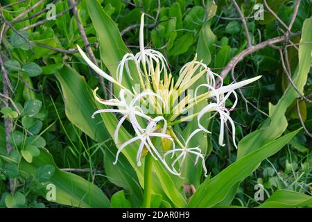 Un insolito giglio bianco con delicati petali fantasia come l'ibrido di Ismenae. Colombo, Sri Lanka Foto Stock