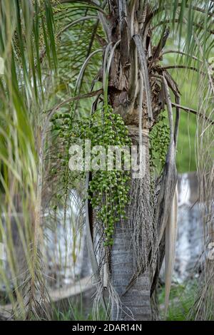 Regina frutti di palma della specie Syagrus romanzoffiana Foto Stock