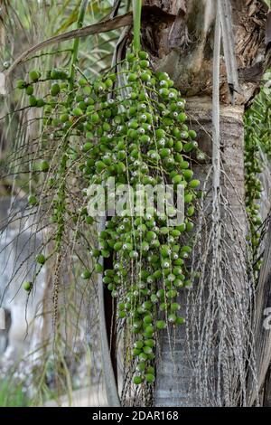Regina frutti di palma della specie Syagrus romanzoffiana Foto Stock