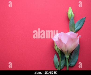 Rosa lisianthus (eustoma) fiore su sfondo rosso, copia spazio Foto Stock