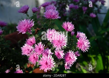 Fiori di crisantemo rosa su sfondo bianco e verde Foto Stock
