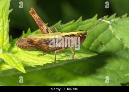 Rufous grasshopper (Gomphocerippus rufus) maschio su una foglia di ortica, Baden- Wuerttemberg, Germania Foto Stock