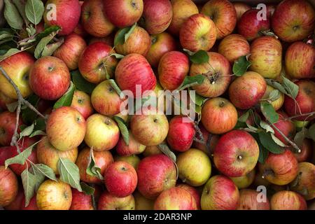 Mele appena raccolte (Malus), varietà Cox Orange, Germania Foto Stock