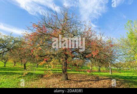 Prato di frutteto in autunno con alberi diversi come peri e meli, Alb Svevo, Baden-Wuerttemberg, Germania Foto Stock