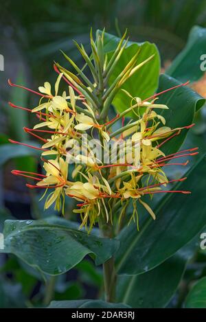 Fiore da Kahili Ginger (Hedychium gardnerianum) Giardino Botanico, Muenster, Nord Reno-Westfalia, Germania Foto Stock