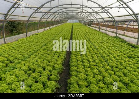 Insalata che cresce in un tunnel serra, Franconia, Baviera, Germania Foto Stock