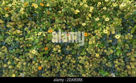 Edera in fiore con i fiori della Susanne dagli occhi neri (Thunbergia alata), Germania Foto Stock