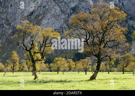 Acero (Acer) in autunno, Grosser boden, Eng, Karwendel, Tirolo, Austria Foto Stock