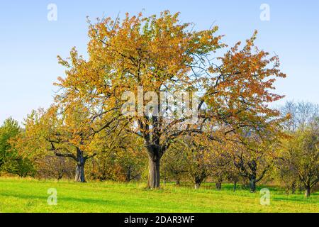 Prato di frutteto in autunno con alberi diversi come ciliegi, peri e meli, alb sveva, Baden-Wuerttemberg, Germania Foto Stock