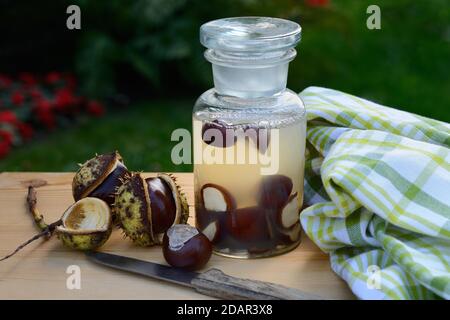 Castagno, produzione di sapone di castagno con acqua e castagne di cavallo tritate, Germania Foto Stock