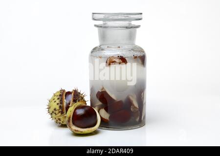 Castagno, produzione di sapone di castagno con acqua e castagne di cavallo tritate, Germania Foto Stock