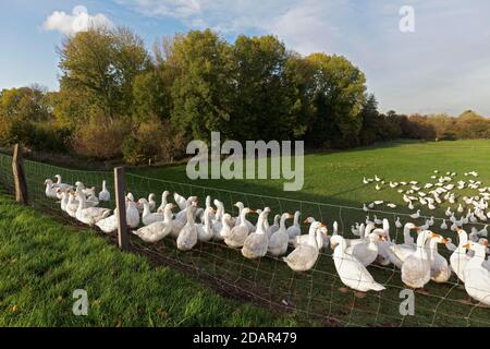 Oche bianche domestiche in un prato, allevamento di Goose sul basso Reno, Nord Reno-Westfalia, Germania Foto Stock