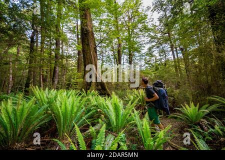 Escursioni nella foresta con felci, foresta pluviale temperata, Kepler Track, Fiordland National Park, Southland, Nuova Zelanda Foto Stock