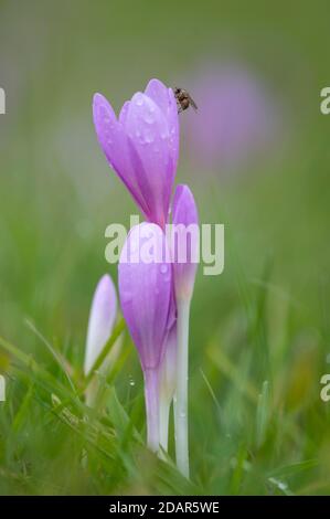 Croco d'autunno o zafferano di prato (Colchicum autumnale) Assia, Germania Foto Stock