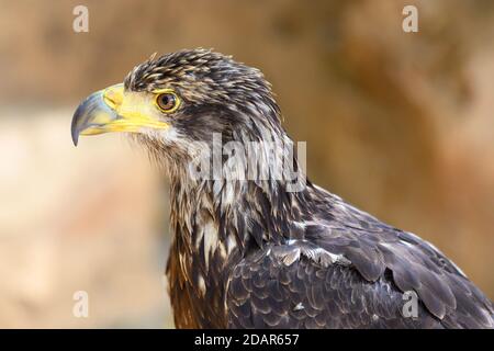 Ritratto di una giovane aquila baldera . Fotografia di alta qualità. Foto di alta qualità Foto Stock