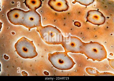 Dettaglio di occhio patch cetriolo marino (Bohadschia argus), Pacifico, Grande barriera Corallina, Australia Foto Stock