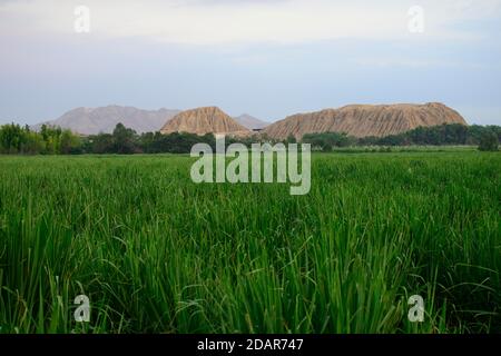 Campo di canna da zucchero di fronte a Huaca Rajada, piramide fatta di mattoni di fango, Adobe della cultura moche, vicino a Chiclayo, Lambayeque regione, Perù Foto Stock