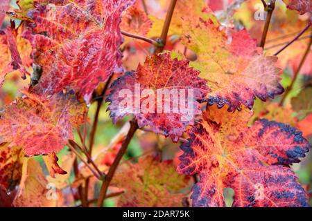 Foglie di vite, foglie d'autunno, Ellenz-Poltersdorf, Mosella, Renania-Palatinato, Germania Foto Stock