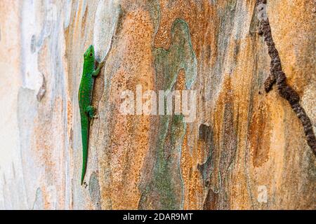 Piccola giornata gecko (Phelsuma astriata) Isola di Mahe, Seychelles Foto Stock