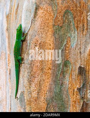 Piccola giornata gecko (Phelsuma astriata) Isola di Mahe, Seychelles Foto Stock