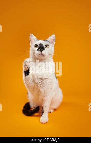 Gatto bianco e nero (Felis silvestris catus) seduto, alzando zampa, ondeggiando, in studio con sfondo giallo, ritratto animale, Austria Foto Stock