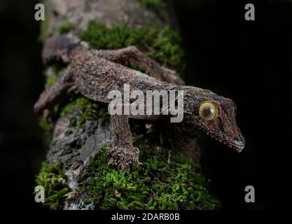 Geco a coda piatta (Uroplatus sikorea) nelle foreste pluviali del Parco Nazionale Andasibe, Madagascar Foto Stock