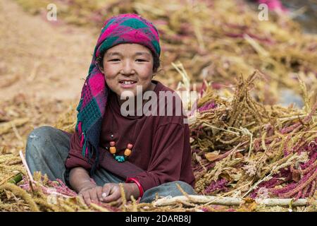 Una bambina seduta in un mucchio di miglio perla, regione di Manaslu, Himalaya, Nepal Foto Stock