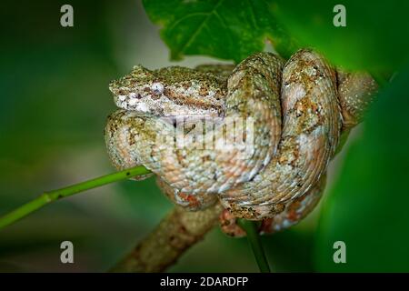 Tintura ciglia Viper - Bothriechis schlegeli infame rattlesnakes delle specie che si trovano in America Centrale e America del Sud. Piccole e arborea, questa specie si caratterizzano Foto Stock