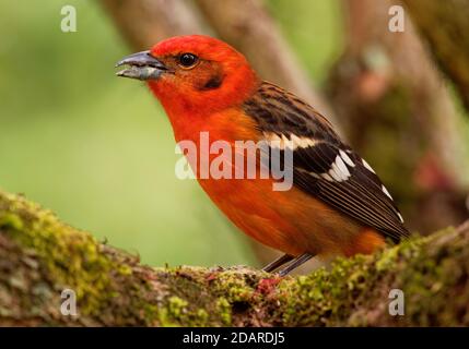 Tanager di colore fiamma - Piranga bidentata ex-punta di striscia-backed Tanager, songbird americano, precedentemente messo nella famiglia dei Thraupidae del tanager, ora cl Foto Stock