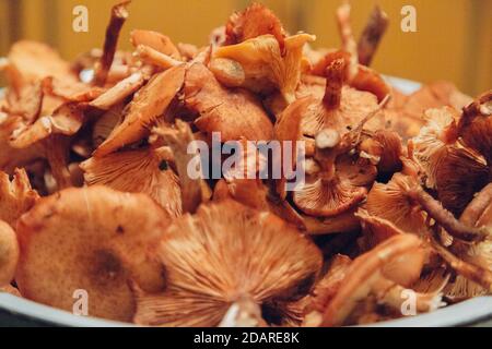 Raccolta di funghi. Molte piante autunnali. Preparazione dei funghi Foto Stock