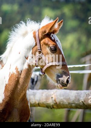 Giovane furia stallone nemico vicino Corral nel pomeriggio soleggiato Foto Stock