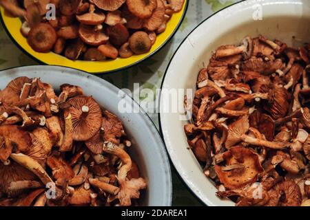 Raccolta di funghi. Molte piante autunnali in bacini Foto Stock