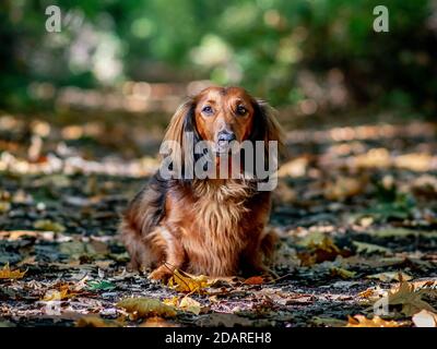 Dachshund nella foresta d'autunno in attesa di un ordine di caccia Foto Stock