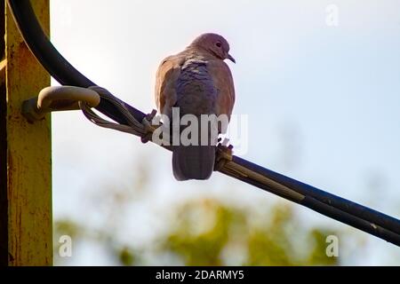 Un uccello seduto sulla cima di un palo di legno Foto Stock