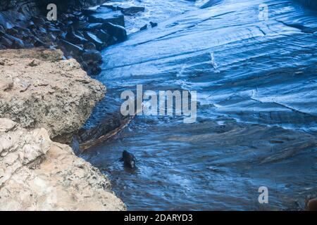 New Zealand Fur Seals (Arctocephalus forsteri) anche chiamato Long-Nosed Fur Seal, Admiralty Arch, Flinders Chase NP. Foto Stock