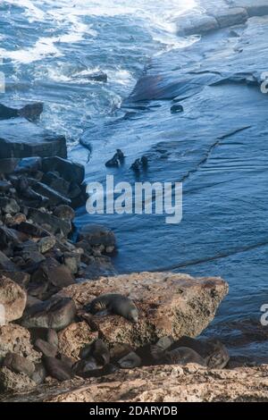 New Zealand Fur Seals (Arctocephalus forsteri) anche chiamato Long-Nosed Fur Seal, Admiralty Arch, Flinders Chase NP. Foto Stock