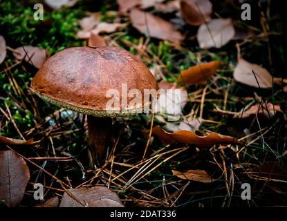 Xerocomus, fungo commestibile nella foresta d'autunno Foto Stock