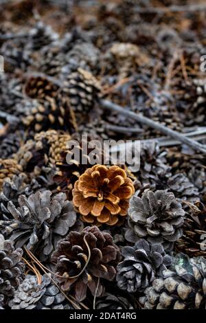 Il cono di pino di colore chiaro si distingue dal resto Foto Stock