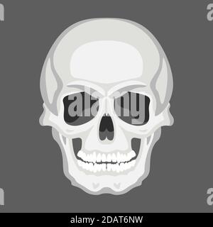 cranio umano, illustrazione vettoriale, stile piatto, lato anteriore Foto Stock