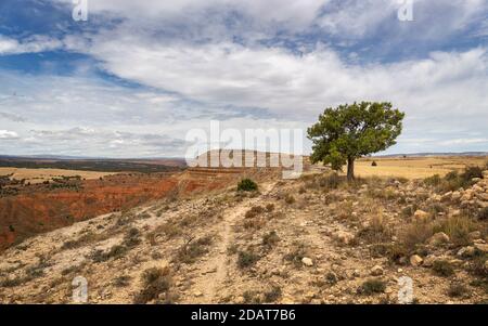 Lonely Tree sulla cima del Monte Muela de Teruel in Rambla Barrachina, Teruel, Aragona, Spagna Foto Stock
